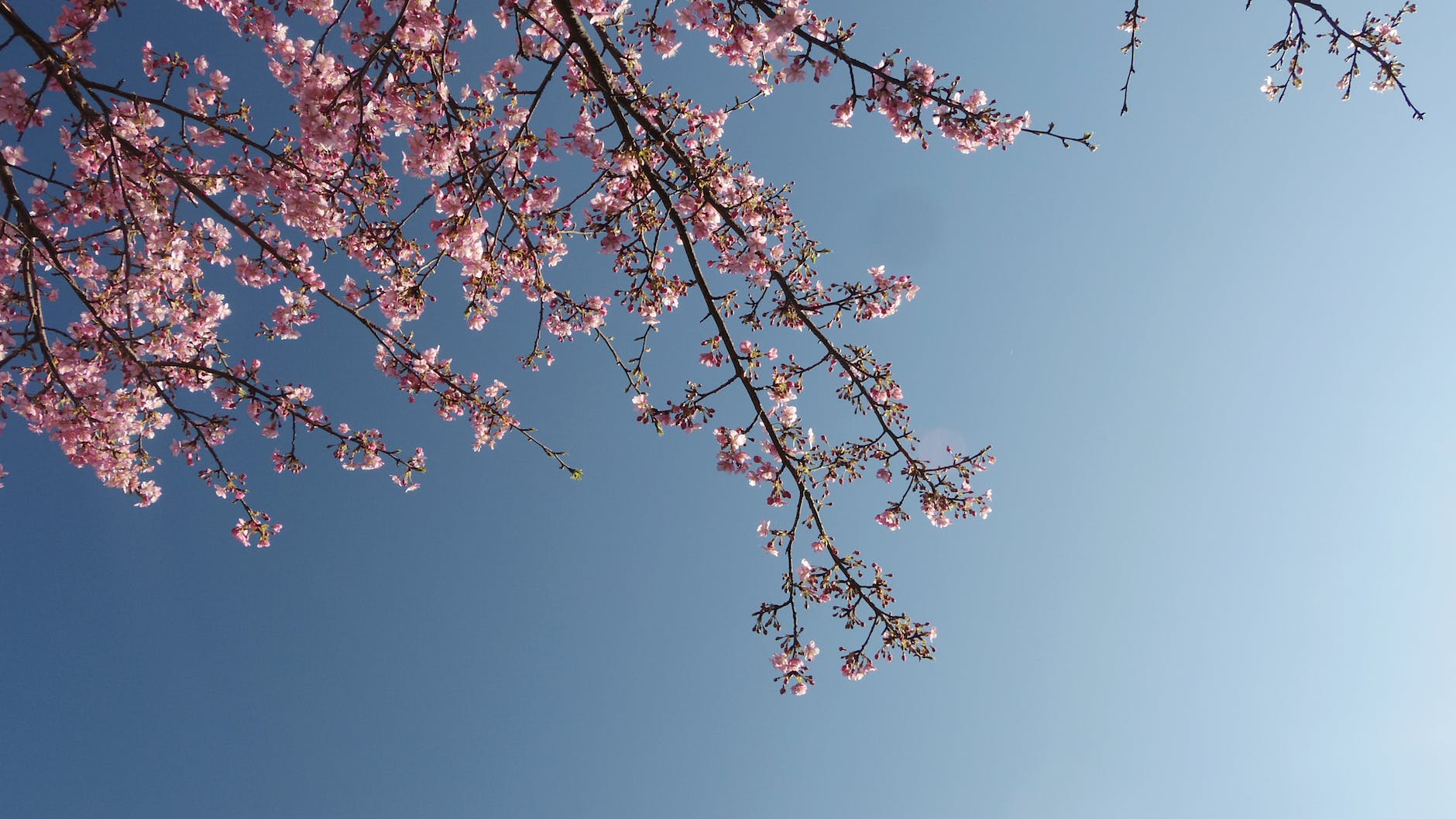 cherry blossom against a blue sky